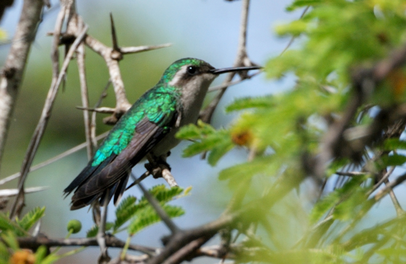 BlueTailedEmeraldHummingbird_0686