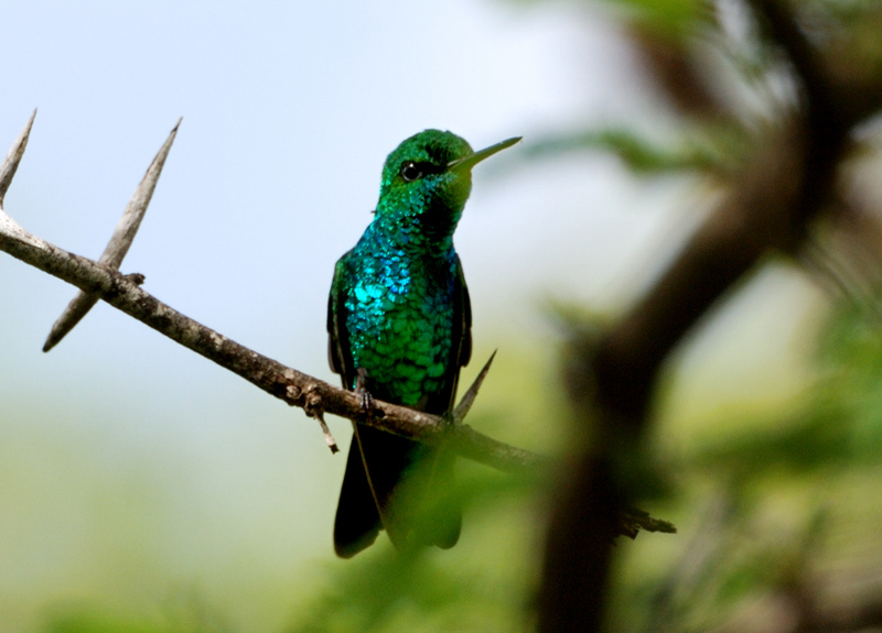 BlueTailedEmeraldHummingbird_0695