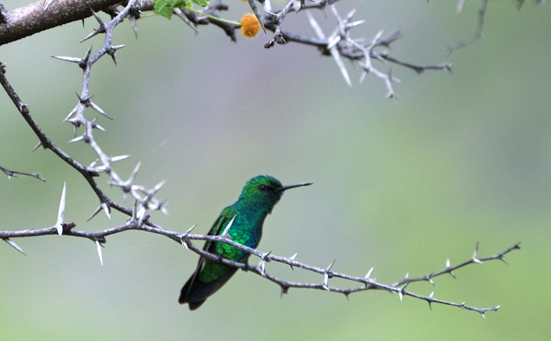 BlueTailedEmeraldHummingbird_0706