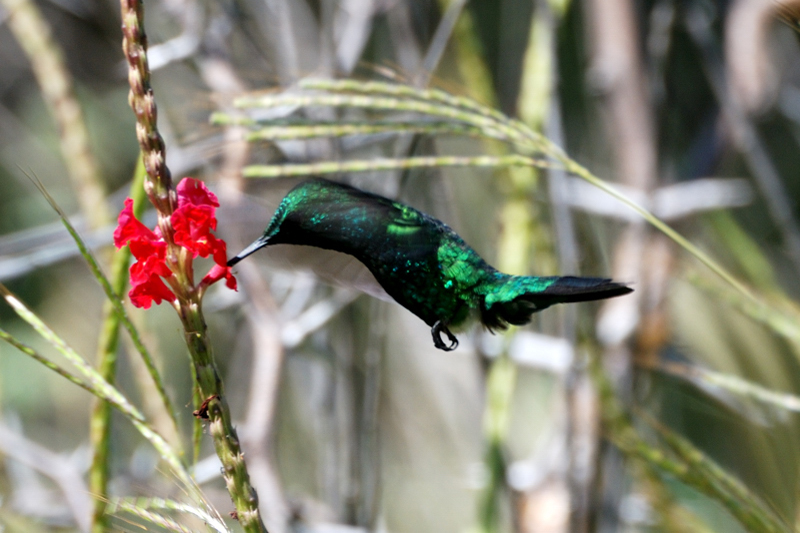 BlueTailedEmeraldHummingbird_0936