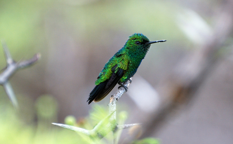 BlueTailedEmeraldHummingbird_9865