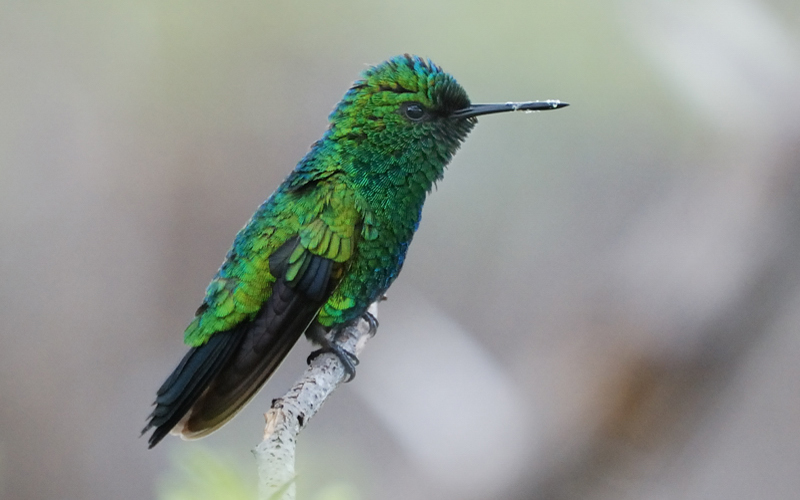 BlueTailedEmeraldHummingbird_9866