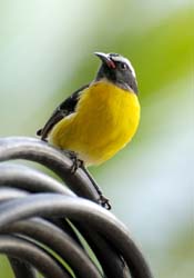 Bananaquit_0600