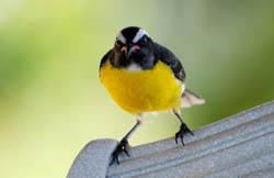 Bananaquit_8716