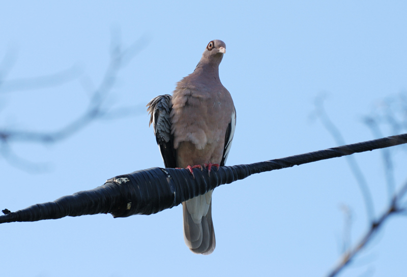 BareEyedPigeon_0753