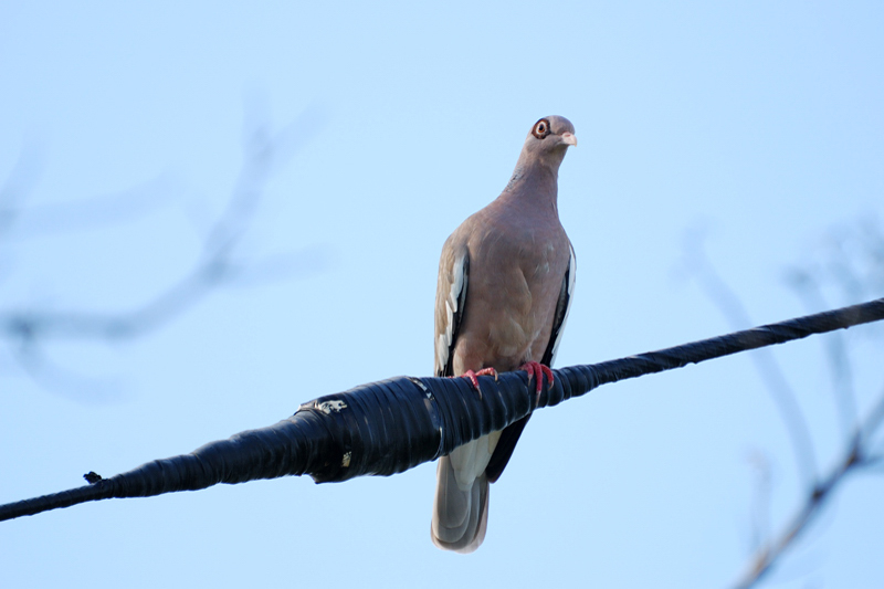 BareEyedPigeon_0761