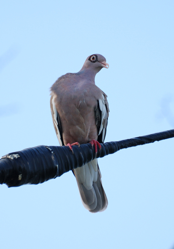 BareEyedPigeon_0763