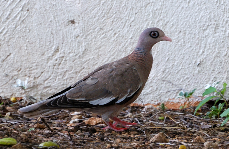 BareEyedPigeon_9268