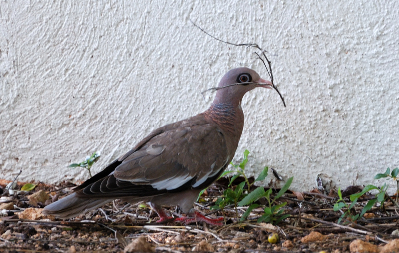 BareEyedPigeon_9274