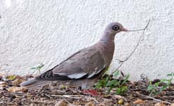 BareEyedPigeon_9279