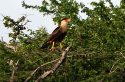 Caracara_0555