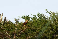 Caracara_0574