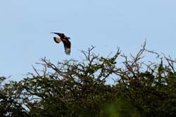 Caracara_0581