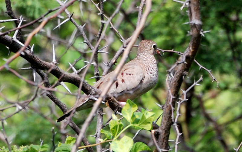 CommonGroundDove_0332