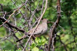 CommonGroundDove_0331