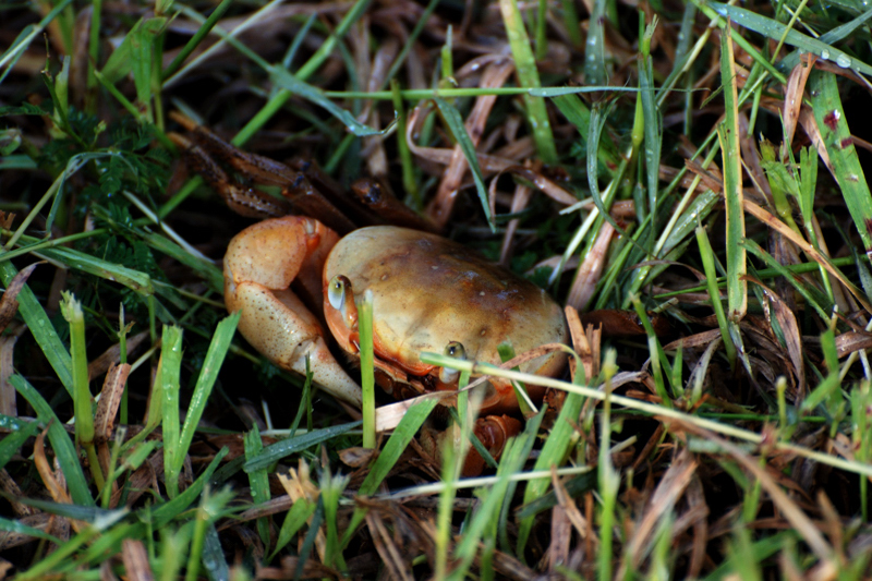 Crab_8851