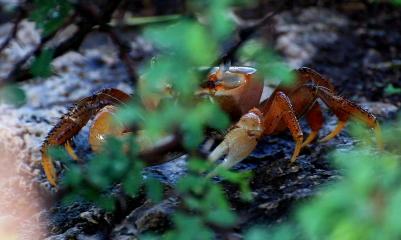 Crab_8852