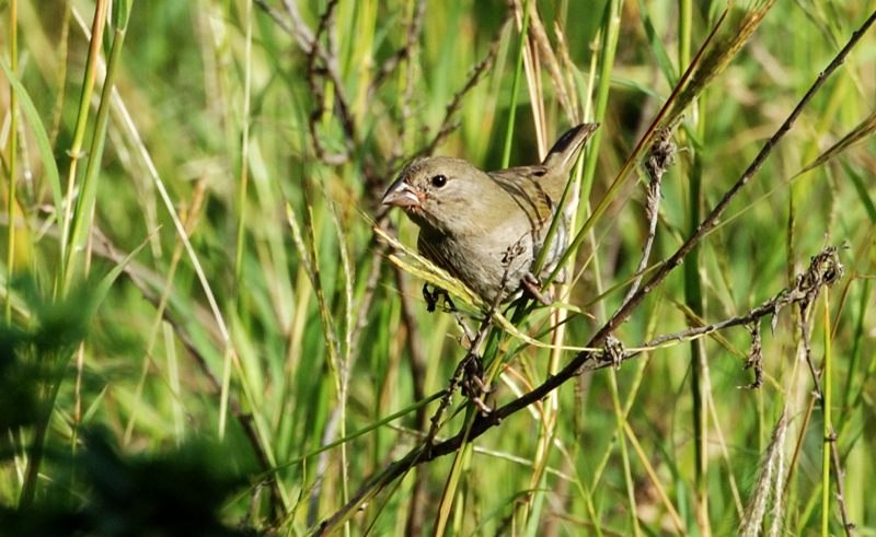 BlackFacedGrassquit_0621