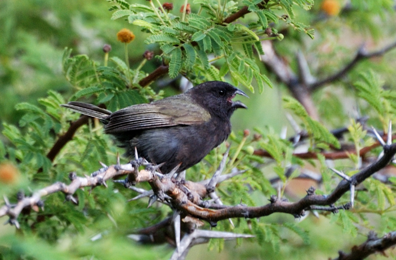 BlackFacedGrassquit_0633