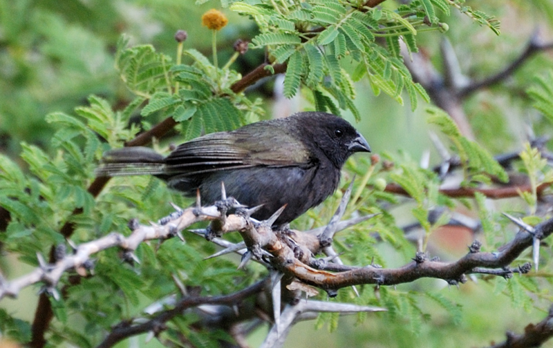 BlackFacedGrassquit_0642