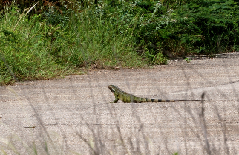 GreenIguana_0700