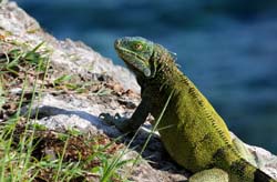 GreenIguana_8537