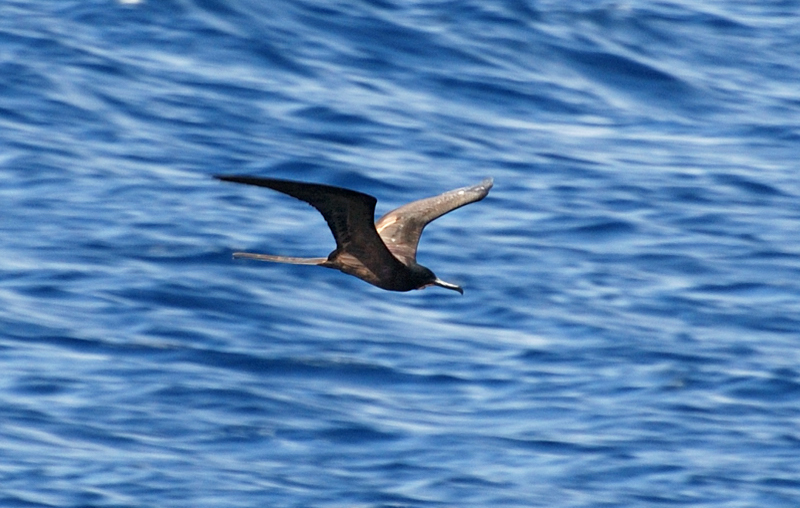 MagnificentFrigatebird_0049