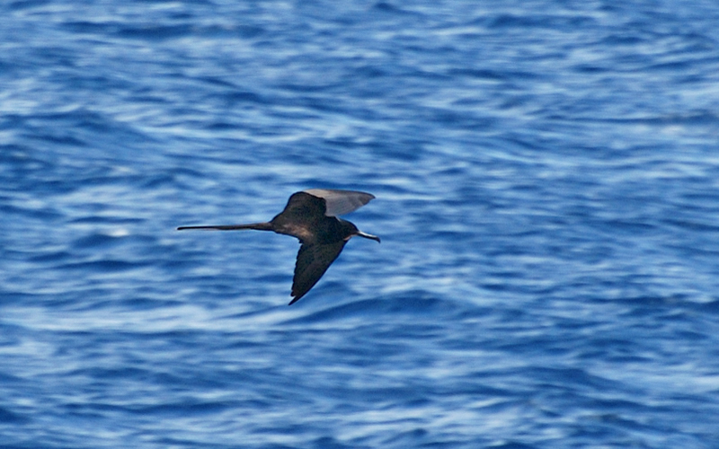 MagnificentFrigatebird_0052