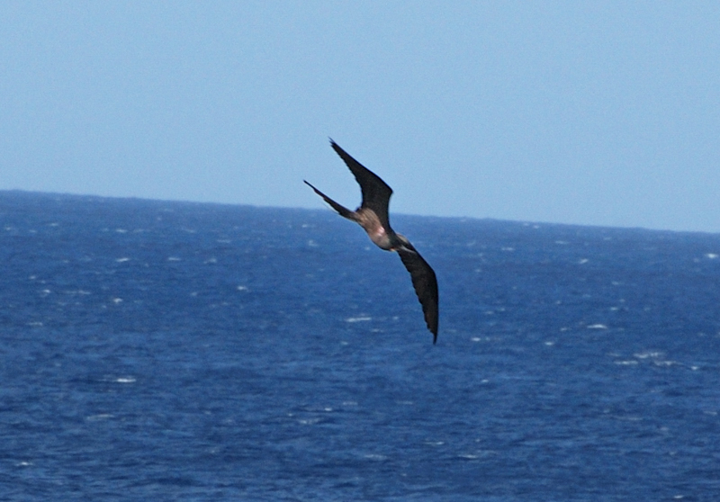 MagnificentFrigatebird_0054