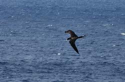 MagnificentFrigatebird_0036