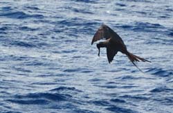 MagnificentFrigatebird_0038