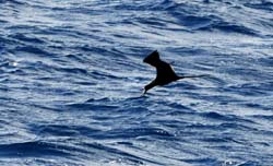 MagnificentFrigatebird_0041