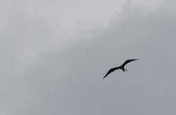 MagnificentFrigatebird_9796