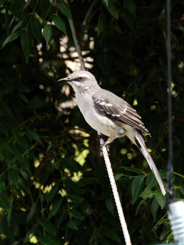 TropicalMockingbird_0900