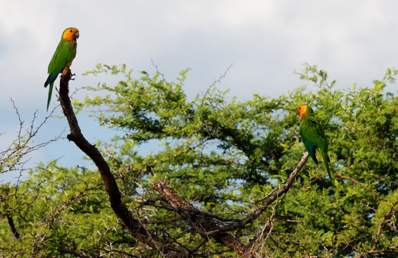 CaribbeanParakeet_0797