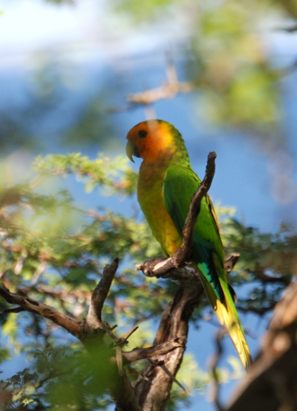 CaribbeanParakeet_0852