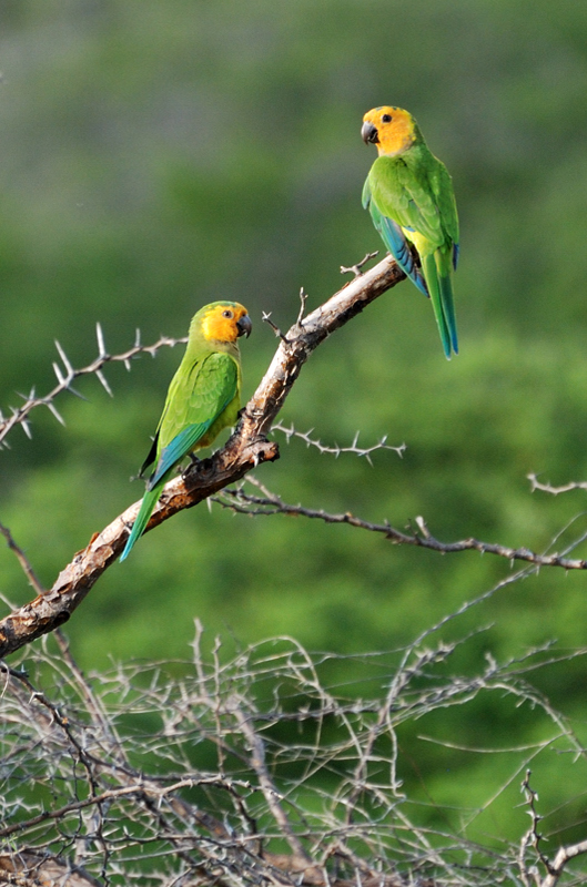 CaribbeanParakeet_8642