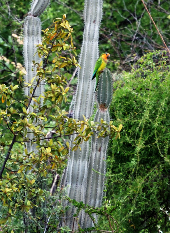 CaribbeanParakeet_9819