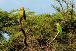 CaribbeanParakeet_0776