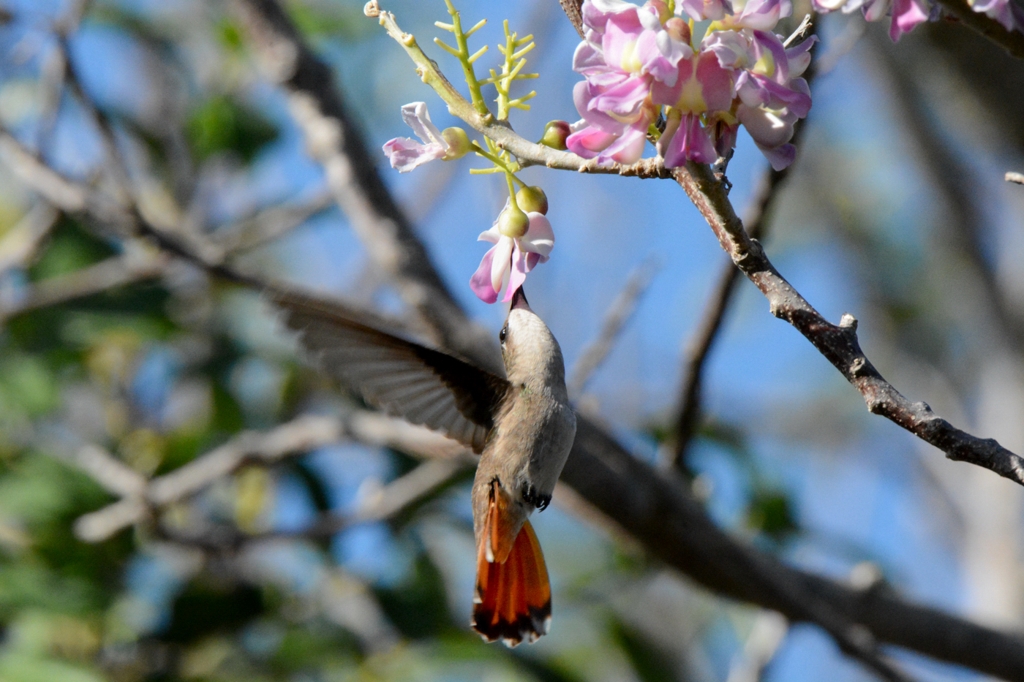 RubyTopazHummingbird_0099