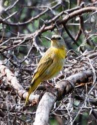 SaffronFinch_0229