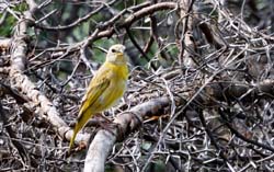 SaffronFinch_0231