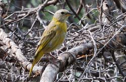 SaffronFinch_0232