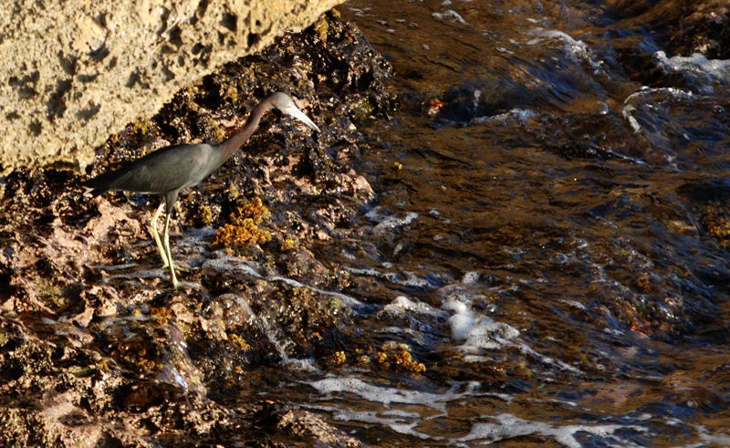 TricoloredHeron_1043