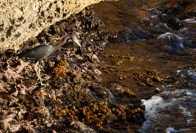 TricoloredHeron_1044