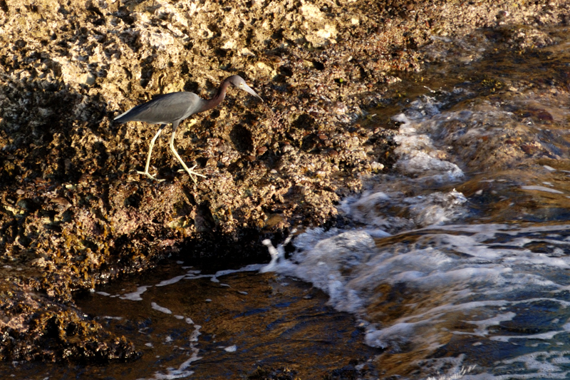 TricoloredHeron_1054