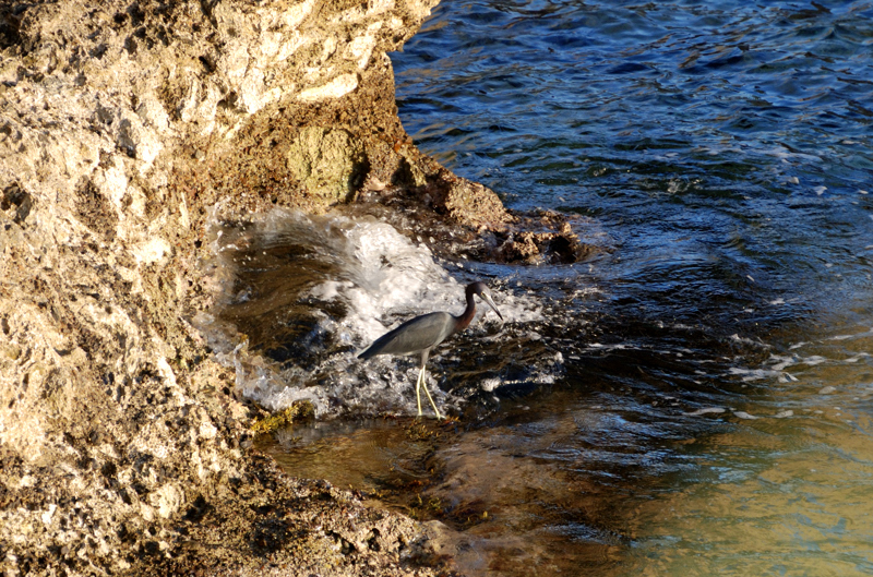 TricoloredHeron_1092