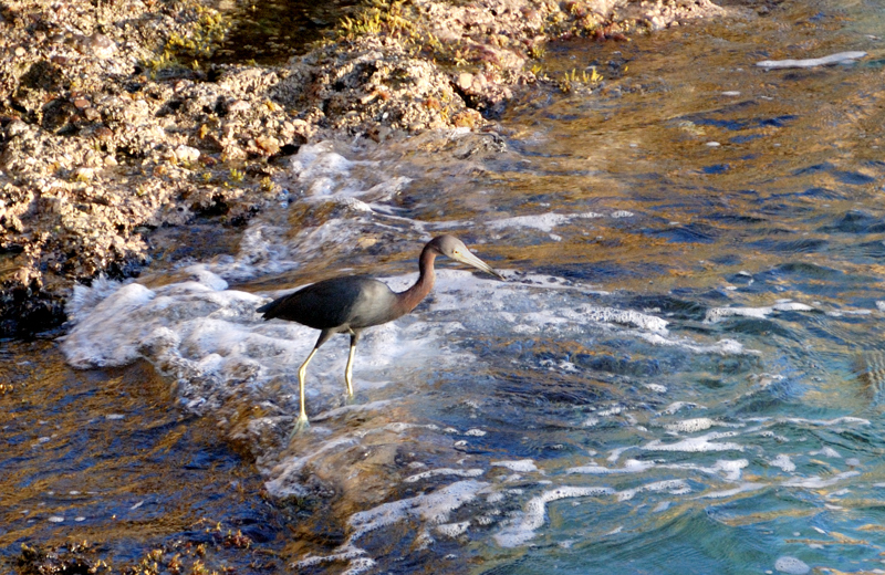 TricoloredHeron_1109