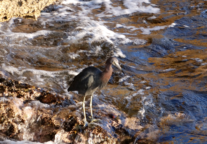 TricoloredHeron_1139