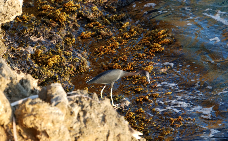 TricoloredHeron_1165